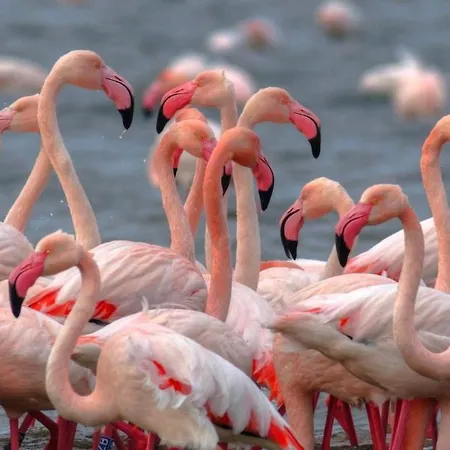 Cortina 1-15 * Lido di Pomposa